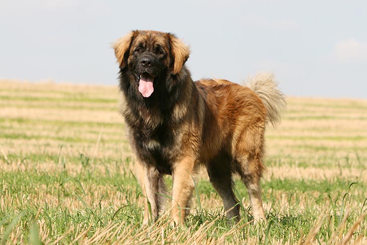 Leonberger standing in a field.