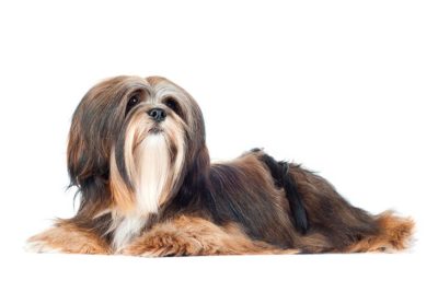 Lhasa Apso laying down in profile.