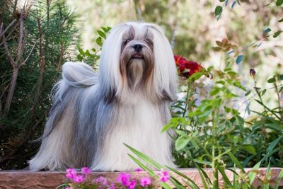 Lhasa Apso standing in the garden.