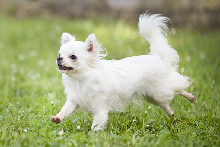 Longhaired Chihuahua running in the grass.