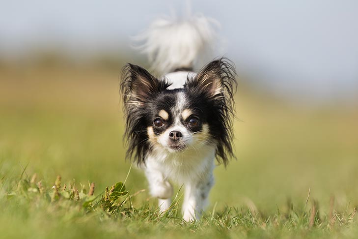 7 Easy Ways to Keep Your Dog Healthy