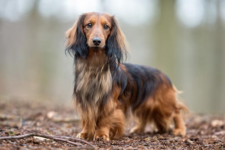 Dachshund: Pet Profile (Breed Overview) | Dutch