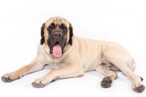 Mastiff laying down on a white background.