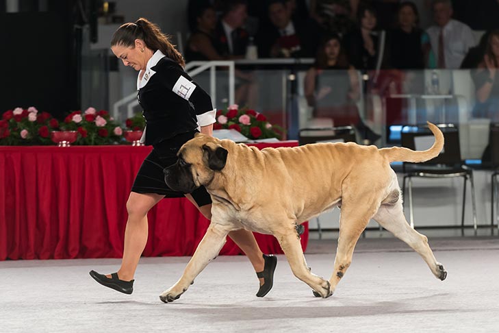 Mastiff at the AKC National Championship.