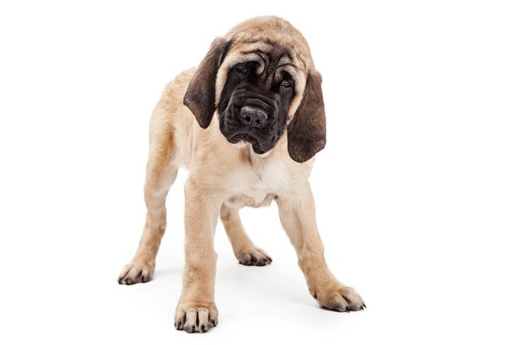 [Изображение: Mastiff-puppy-standing-on-a-white-background.jpg]