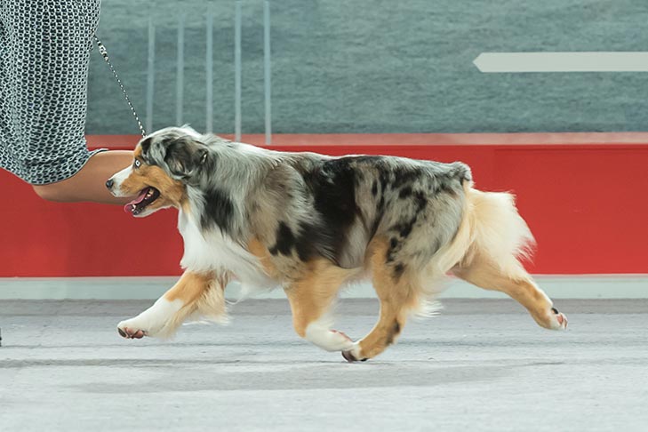 Miniature American Shepherd at the AKC National Championship presented by Royal Canin.