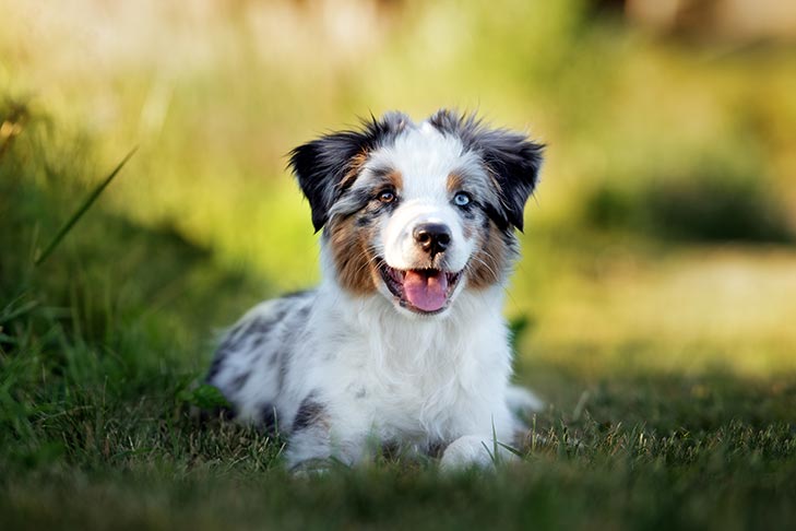 Miniature American Shepherd puppy laying in the grass.