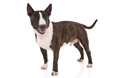 Miniature Bull Terrier standing in three-quarter view.