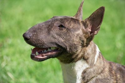 Miniature Bull Terrier head in profile outdoors.
