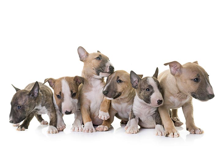 Miniature Bull Terrier Puppies For Sale - AKC PuppyFinder