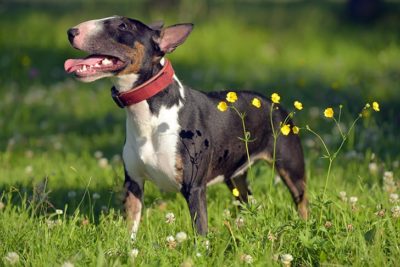 Miniature Bull Terrier standing in a field.
