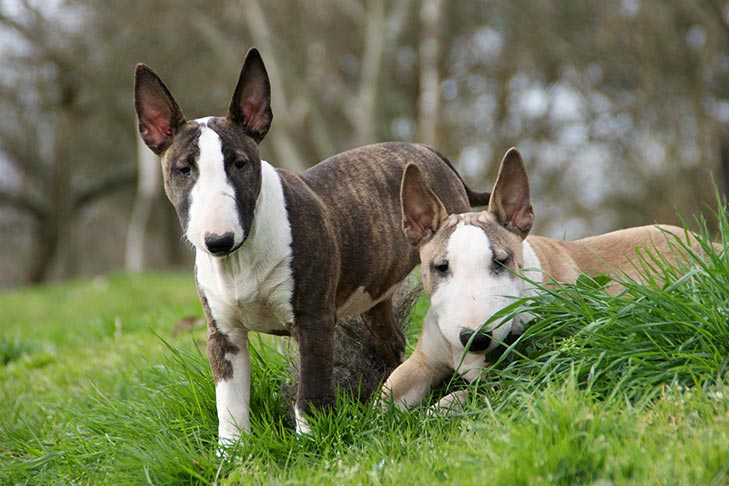 Two Miniature Bull Terrier puppies together outdoors.
