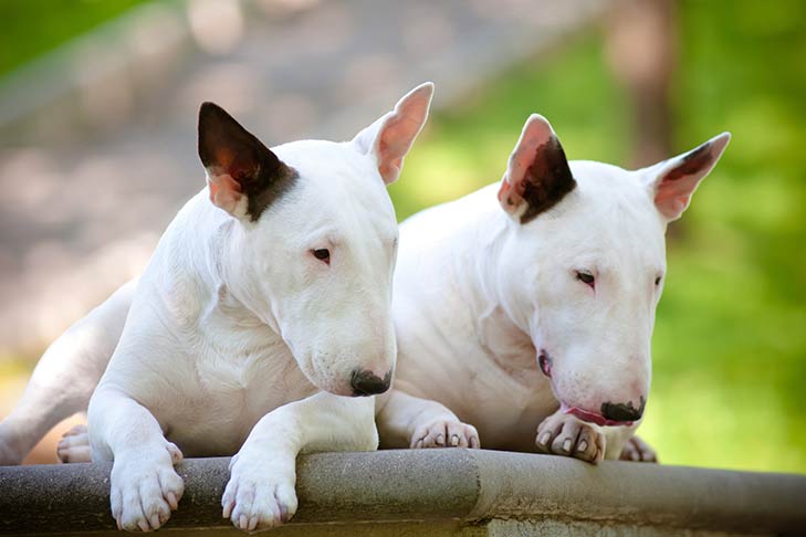 Two Miniature Bull Terriers lying outdoors side by side facing forward, heads looking down