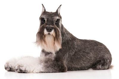 Miniature Schnauzer lying sideways facing left, head turned forward.