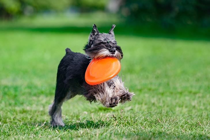 Miniature Schnauzer fetching a frisbee.