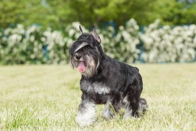 Miniature Schnauzer running in the grass.