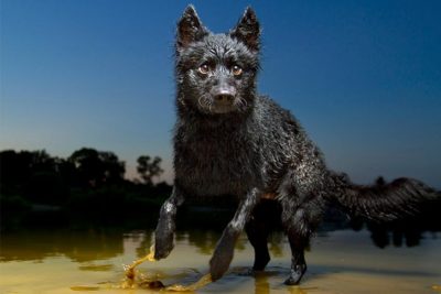 Mudi running through dirty water outdoors at dusk.