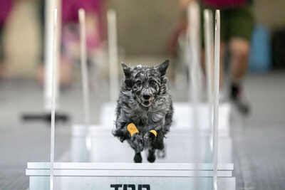 Mudi jumping over obstacles in Flyball indoors.