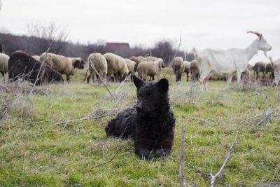 Mudi laying in a field with sheep.