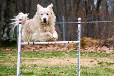 Mudi leaping over an agility jump outdoors.