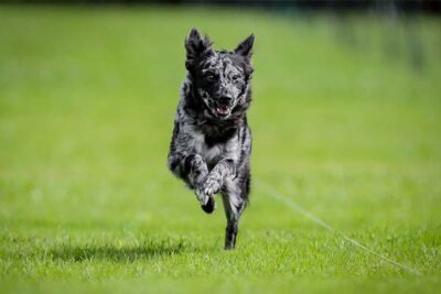 Mudi running after a lure in lure coursing.