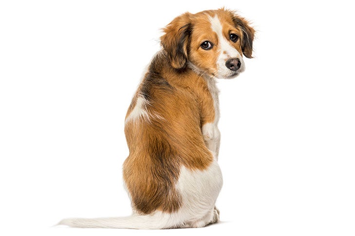 Nederlandse Kooikerhondje - Dog Breed Information - American Club
