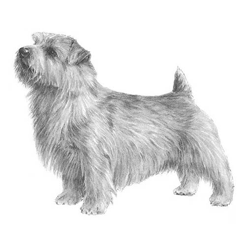 Norfolk Terrier Dog Breed Information