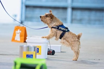 Norfolk Terrier in a scent work trial.