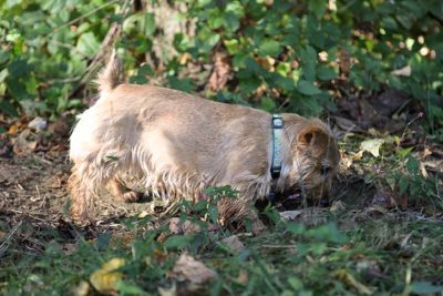 Norfolk Terrier in an earthdog trial.