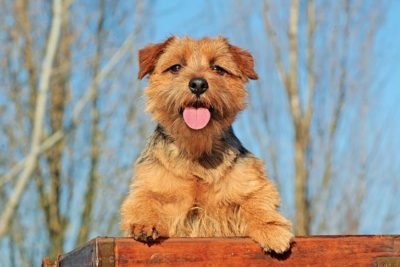 Norfolk Terrier portrait outdoors.