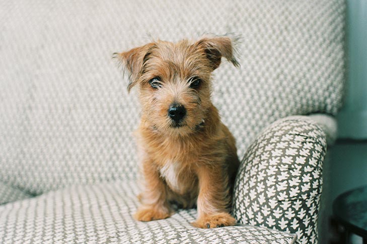 Terrier puppy sitting on a couch.