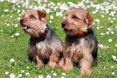 Two Norfolk Terriers sitting side by side in the grass.