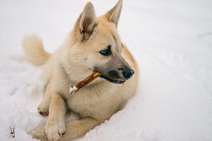 Norwegian Buhund puppy chewing on a stick in the snow.