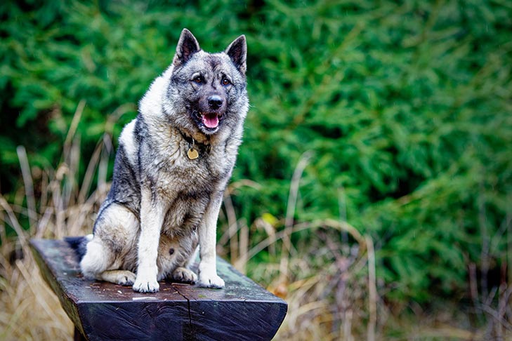 Norwegian Elkhound sitting on a log bench outdoors.