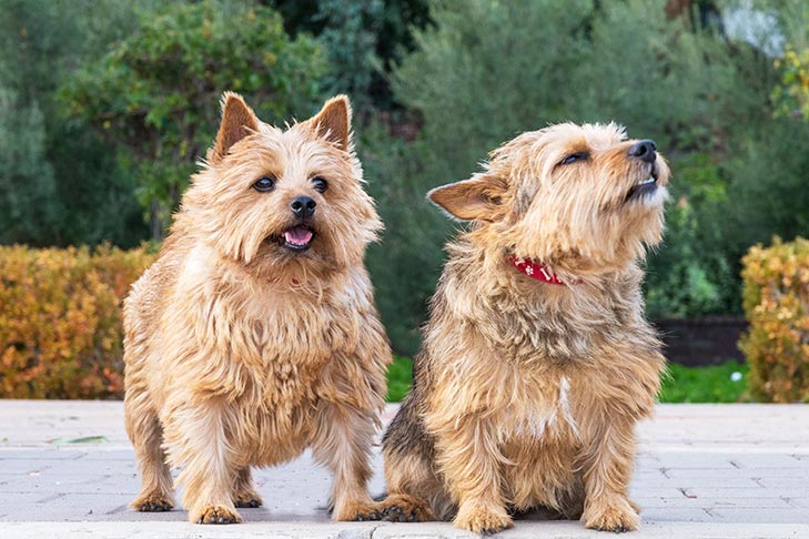 Norwich Terriers sitting together outdoors.