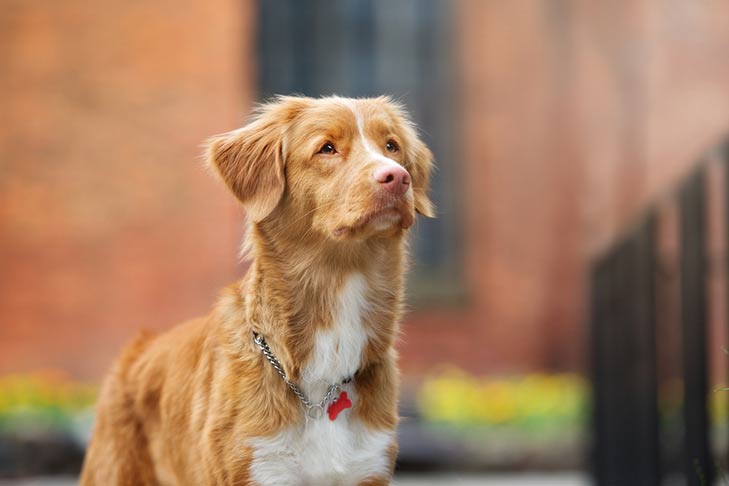 Nova Scotia Duck Tolling Retriever head and shoulders in three-quarter view standing outdoors.