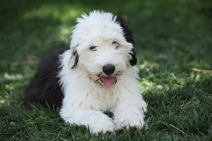 Old English Sheepdog puppy laying down in the grass