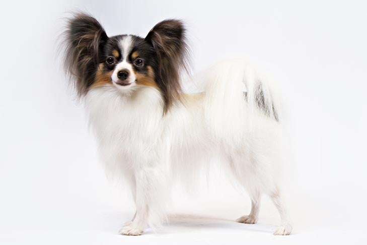 Smallest Dog Breeds in the World - Papillon Smallest Dog Breeds