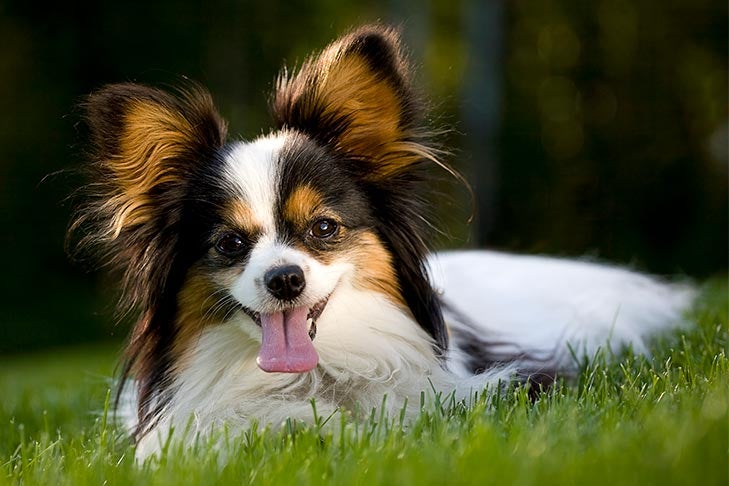 Papillon laying in the grass outdoors.