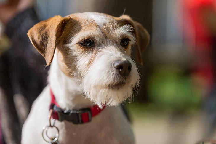 Parson Russell Terrier head portrait outdoors.