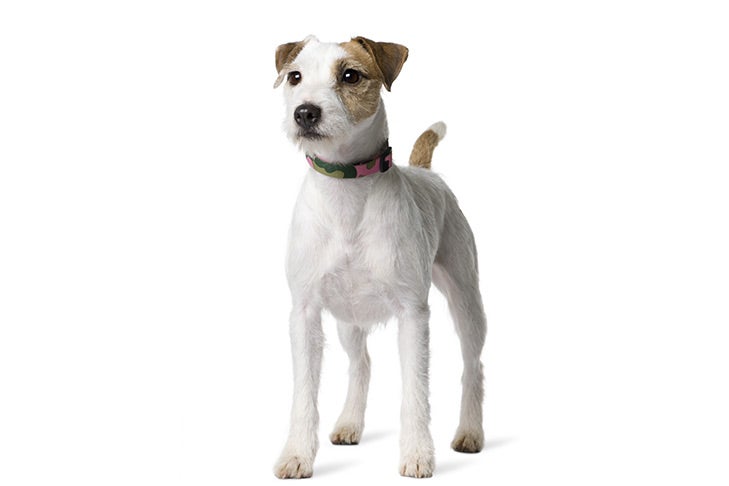 Parson Russell Terrier standing in three quarter view on a white background