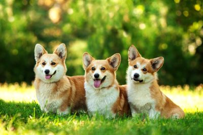 Three Pembroke Welsh Corgis side by side outdoors.