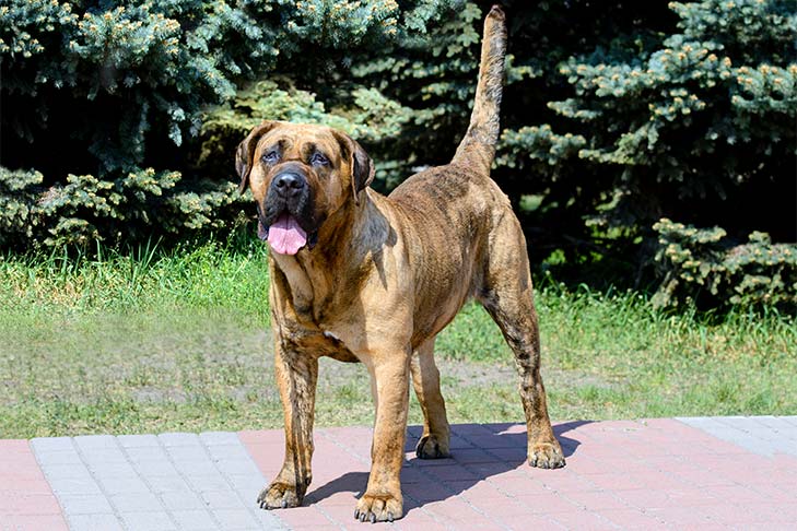 raket derin Şeffaf  Perro de Presa Canario Dog Breed Information - American Kennel Club