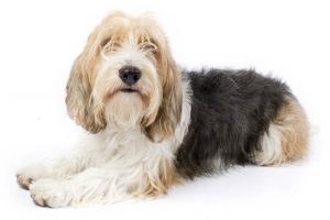 Petit Basset Griffon Vendéen lying in three-quarter view facing forward