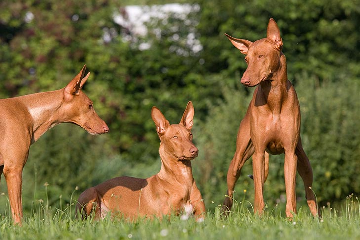 Pharaoh Hounds together outdoors.