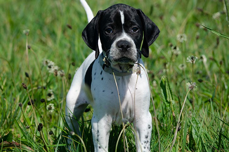 Pointer puppy standing in a field.
