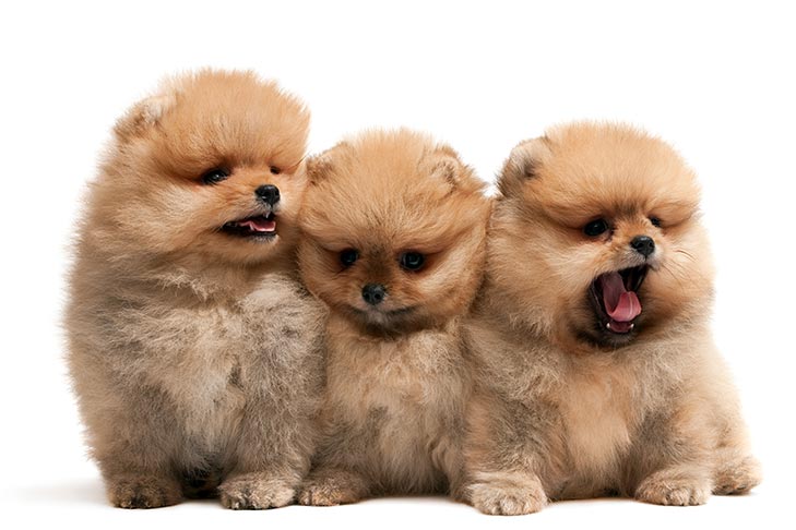 Pomeranian Dog Breed Information
