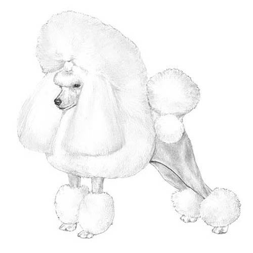 Toy Poodle Dog Breed Information & Characteristics