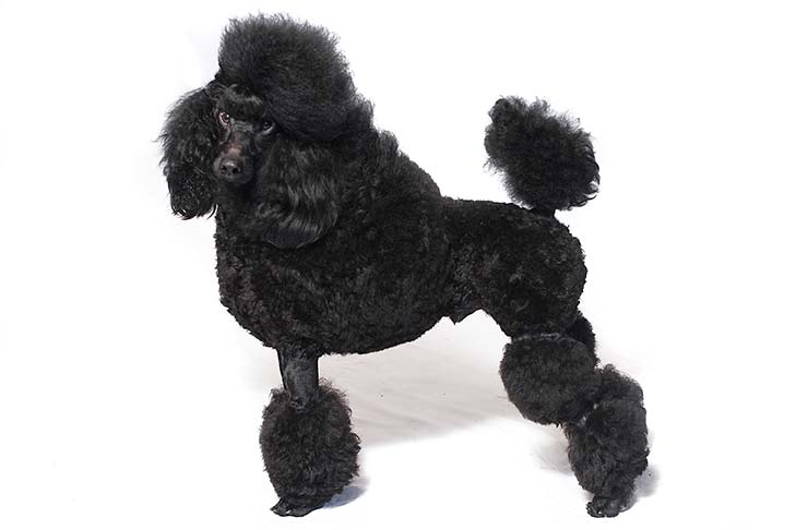 Miniature Poodle with a black coat standing sideways facing left, head turned forward