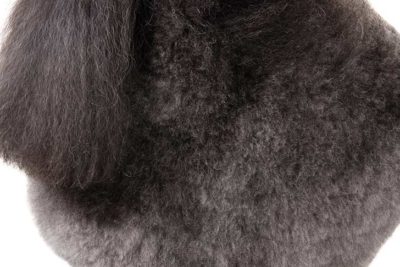 Miniature Poodle coat detail.